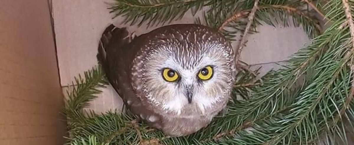 New York Un Hibou Coince Dans Le Sapin De Noel Au Centre Rockefeller Jdm New York Un Hibou Coince Dans Le Sapin De Noel Au Centre Rockefeller Jdm