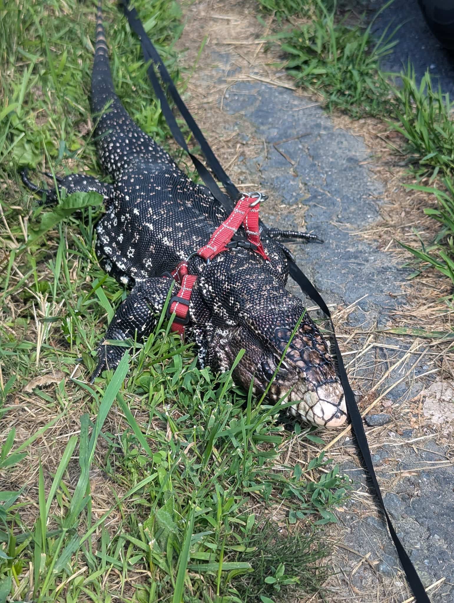 Un l&eacute;zard de plus d&rsquo;un m&egrave;tre de long en cavale &agrave; Sherbrooke