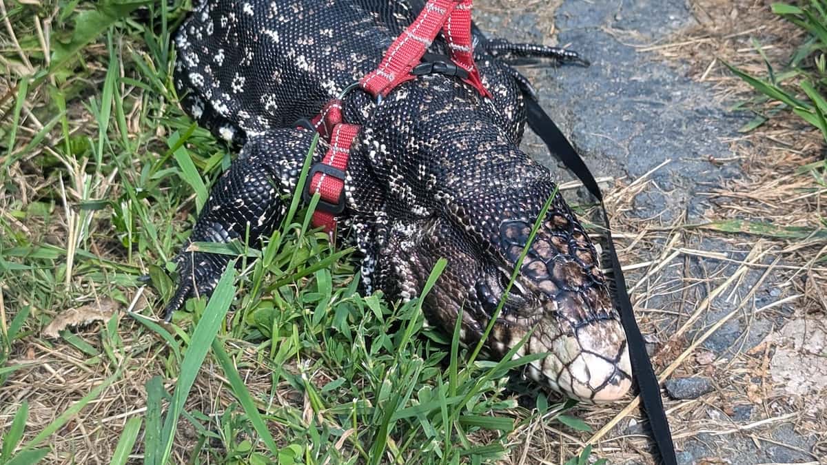 Un lézard de plus d’un mètre de long en cavale à Sherbrooke