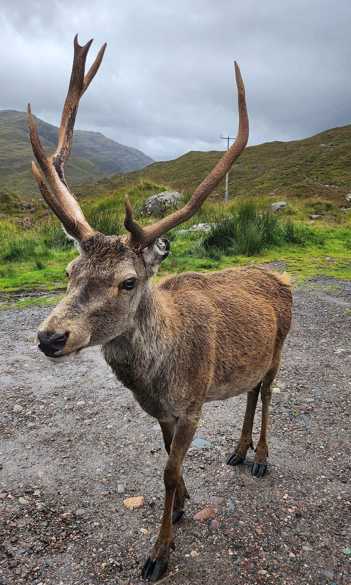 Croissants et rice krispies: un populaire cerf euthanasi&eacute; apr&egrave;s avoir &eacute;t&eacute; nourri par des touristes