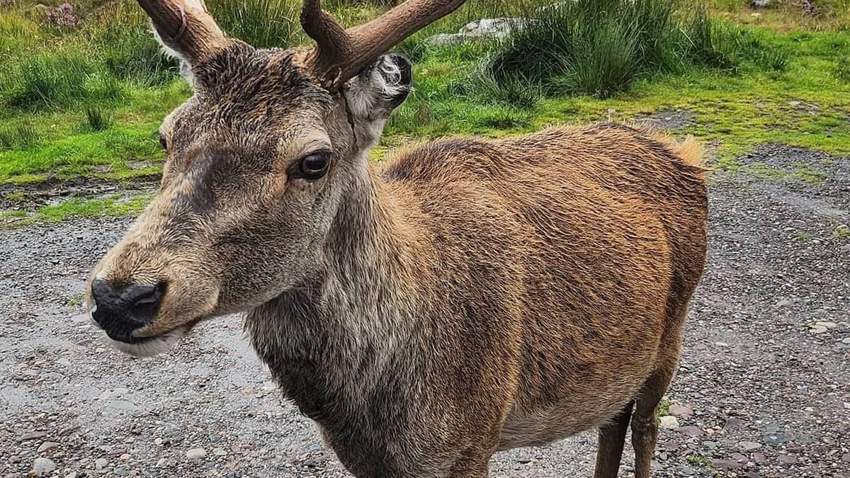 Croissants et rice krispies: un populaire cerf euthanasié après avoir été nourri par des touristes
