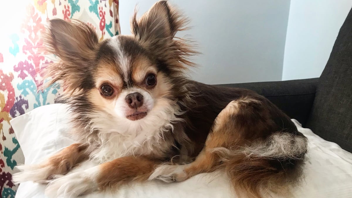 Avoir Images Vendre Son Chien Pour Payer Le Gaz Tva Nouvelles dernière par