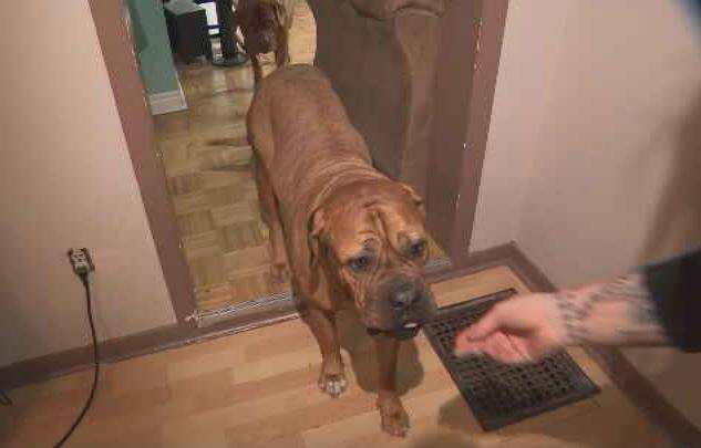 P&eacute;nurie de logements: les propri&eacute;taires d&rsquo;animaux peinent plus que les autres