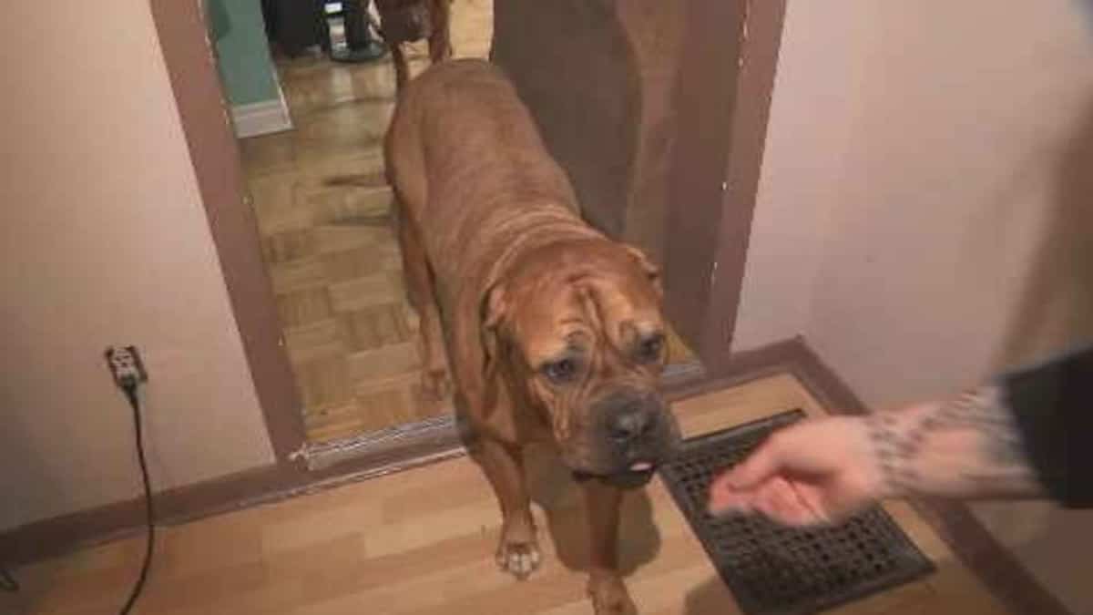 Pénurie de logements: les propriétaires d’animaux peinent plus que les autres