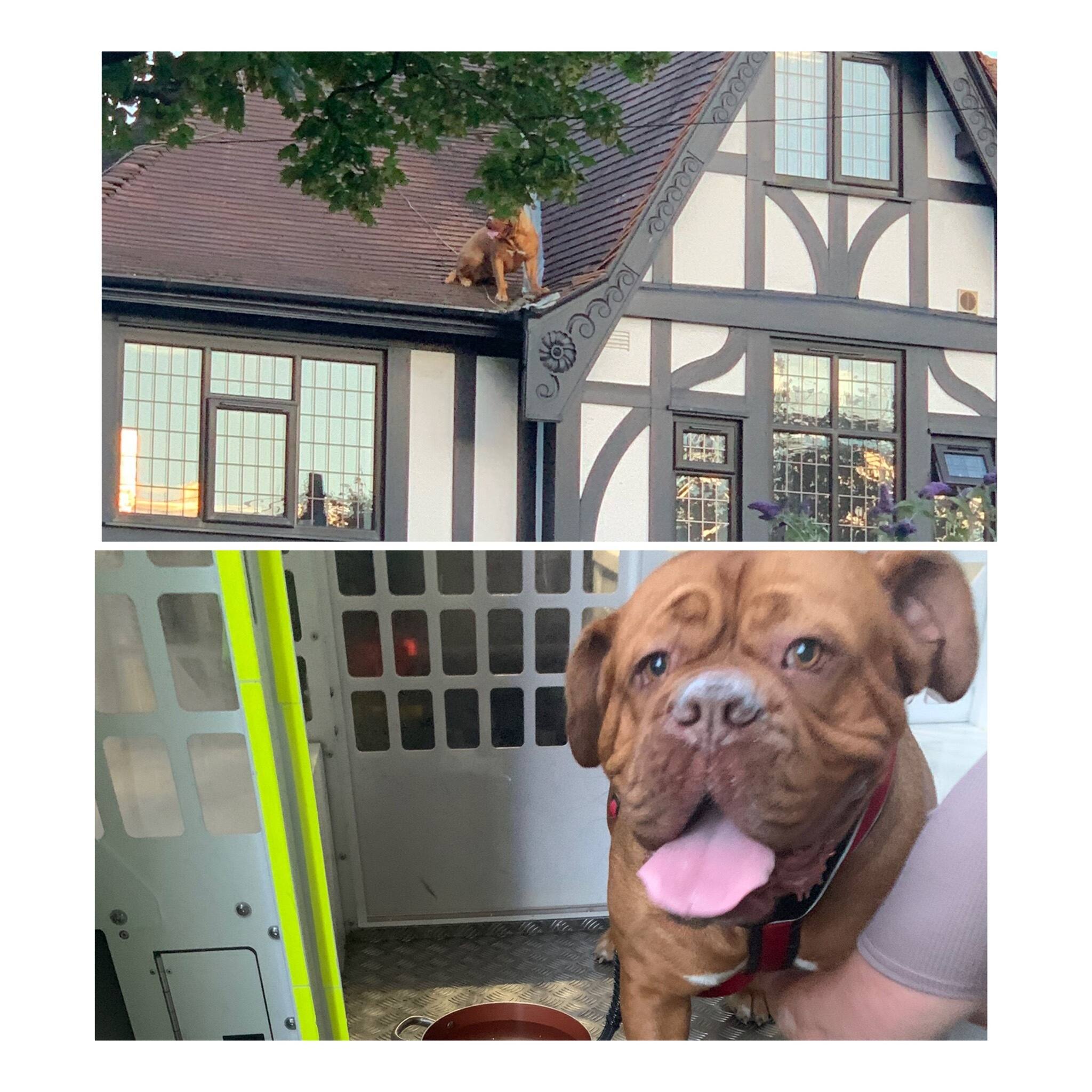 Appel&eacute;s pour un pigeon coinc&eacute; sur un toit, les pompiers secourent finalement un chien