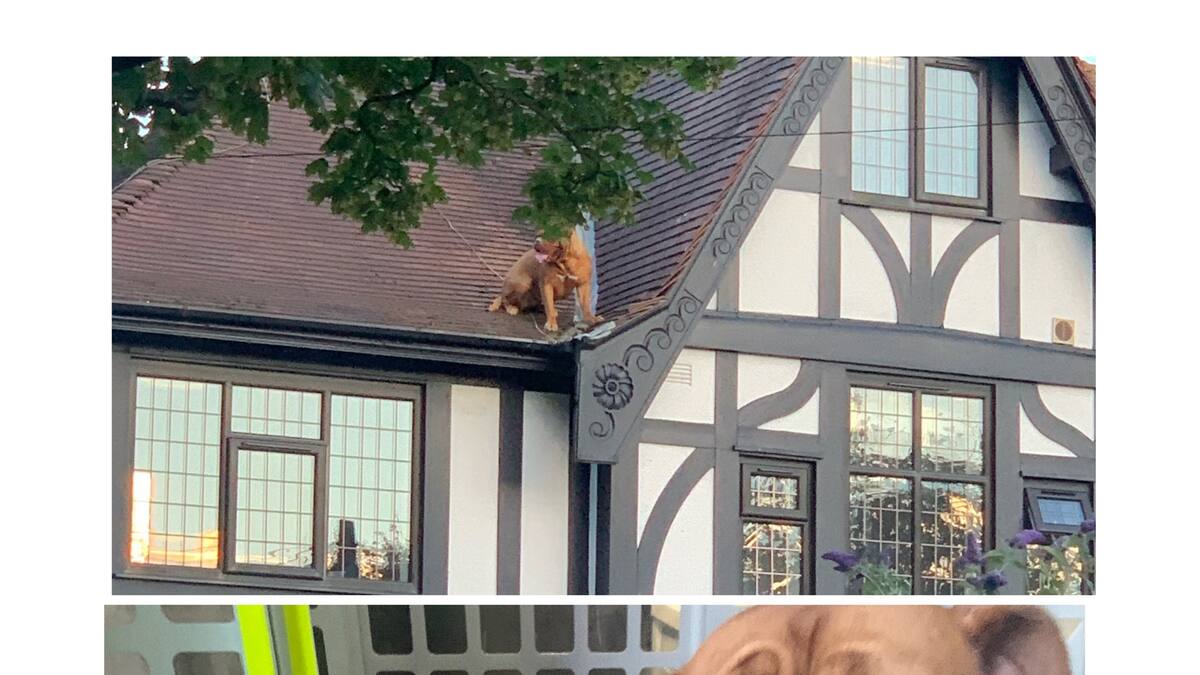 Appelés pour un pigeon coincé sur un toit, les pompiers secourent finalement un chien