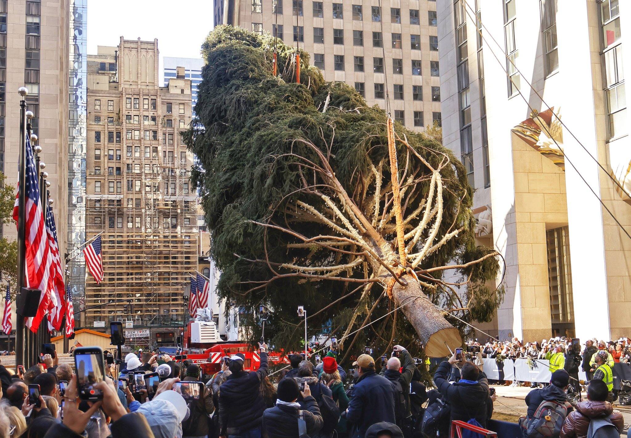 Le traditionnel sapin de Noël géant arrive au Rockefeller Center TVA