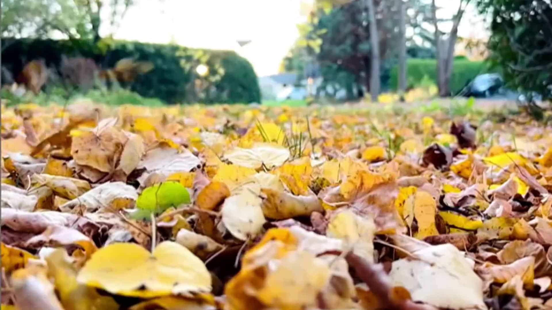 Ramasser les feuilles d'automne? Pas si vite!