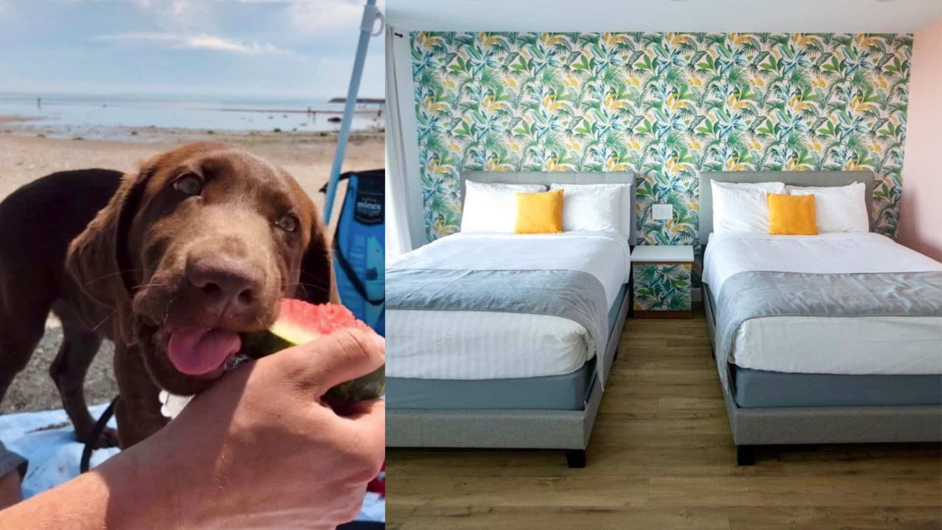 À LOUER Un joli motel rétro «dogfriendly» au bord de la plage dans