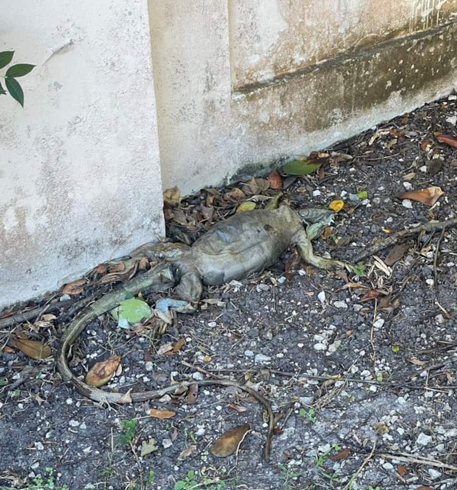 Image principale de l'article En Floride, des iguanes tombent du ciel