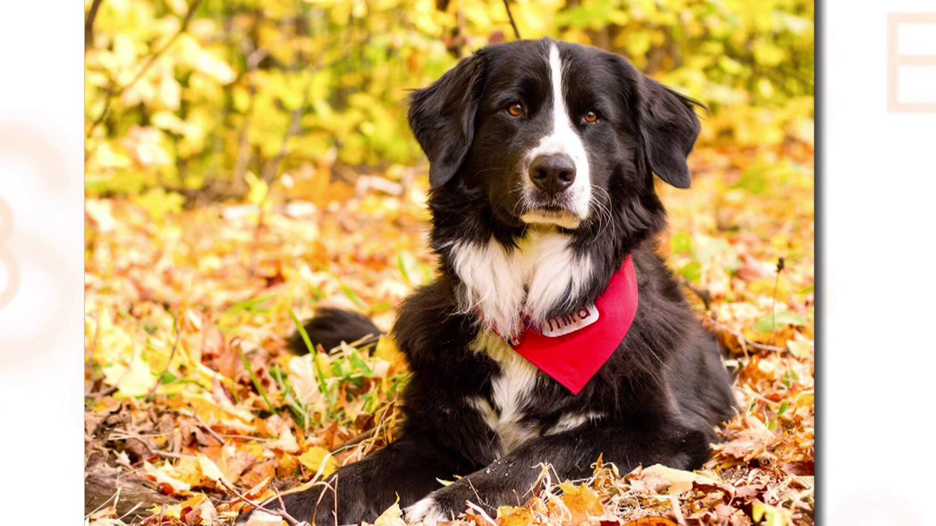 La fondation Mira: 40 ans à changer des vies