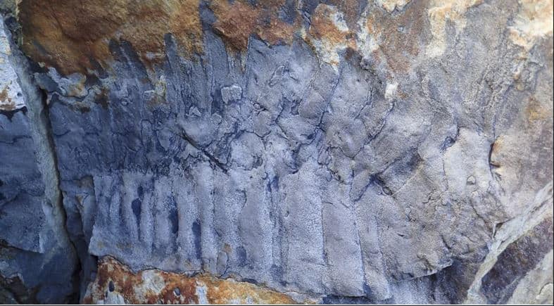 D&eacute;couverte d'un fossile de mille-pattes &laquo;aussi gros qu'une voiture&raquo;
