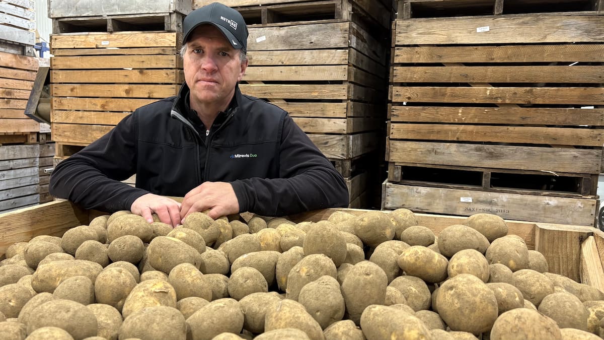 «On livre des patates à tour de bras d’habitude à la Thanksgiving»: les Américains boudent nos légumes