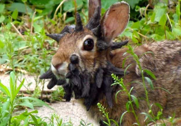 L'alerte aux «lapins Frankenstein» gagne du terrain aux États-Unis ...