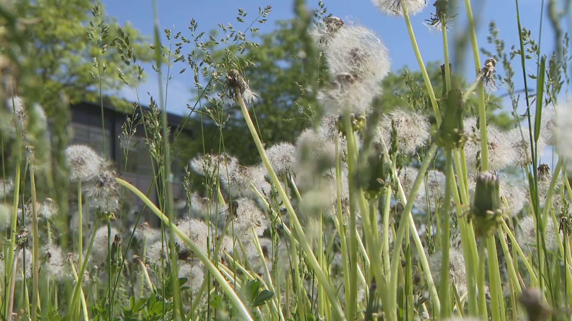 Allergies saisonnières vos symptômes risquent de s’amplifier cette