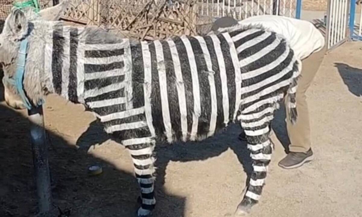 Un zoo peint des ânes en zèbres pour attirer les visiteurs | TVA Nouvelles