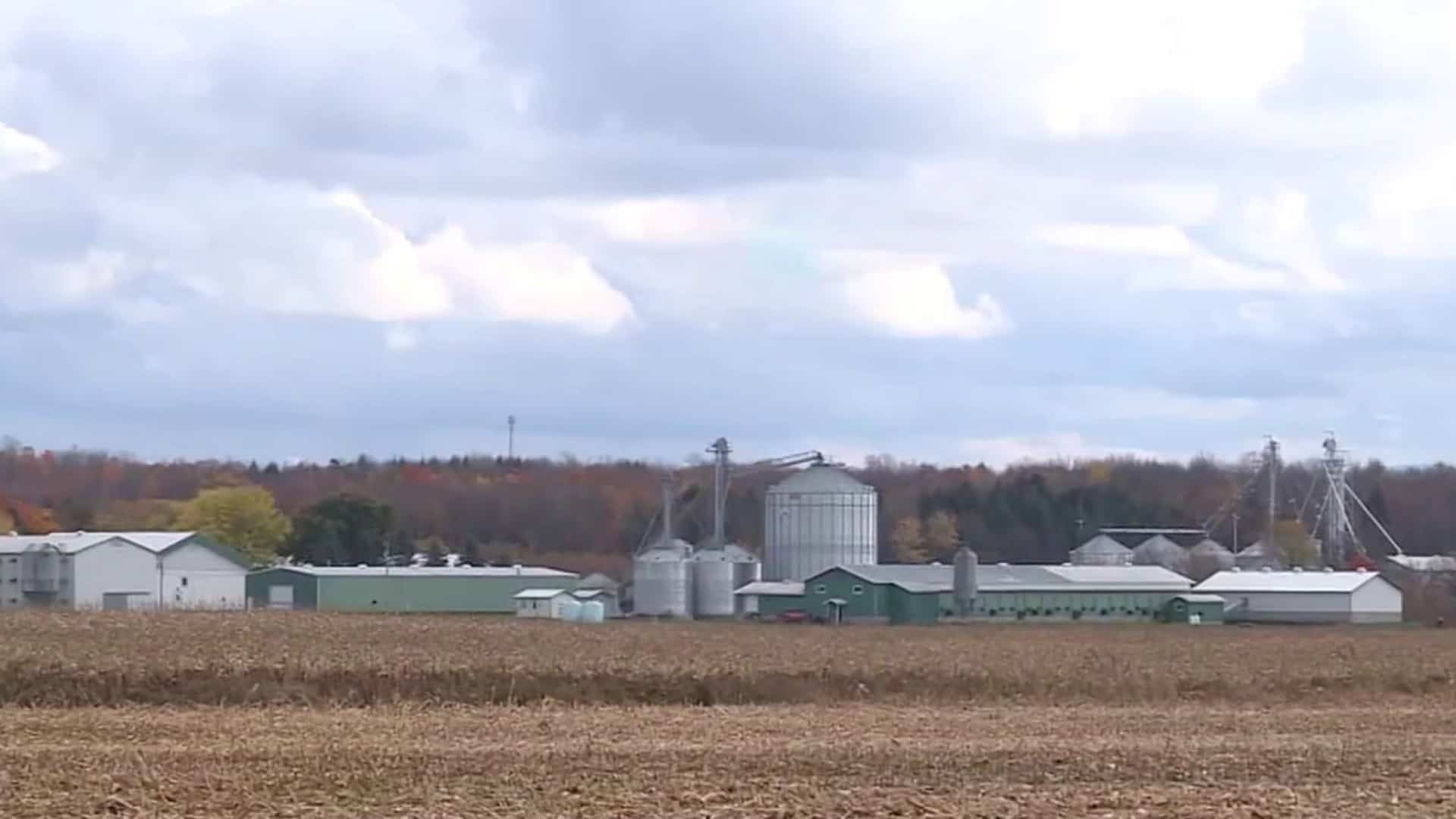 La hausse des cas de grippe aviaire au Québec
