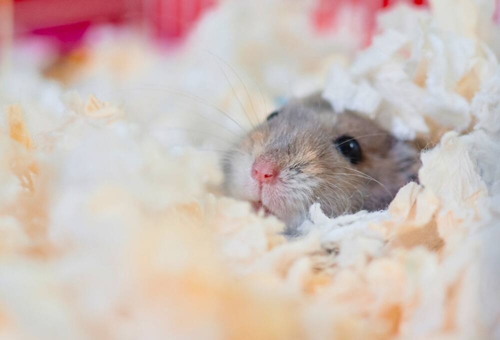 Ces mignons hamsters attendent d'être adoptés