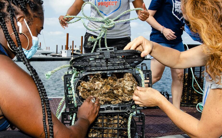 Dans les six derniers mois, plus de 11 millions d'huîtres ont été placées dans le fleuve Hudson à New York où elles contribuent à filtrer l'eau polluée qui accumule des siècles d'ordures.