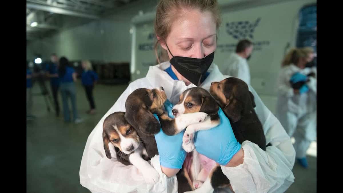 ON VIDEO | 4,000 Beagle dogs rescued from animal testing lab – Archyde