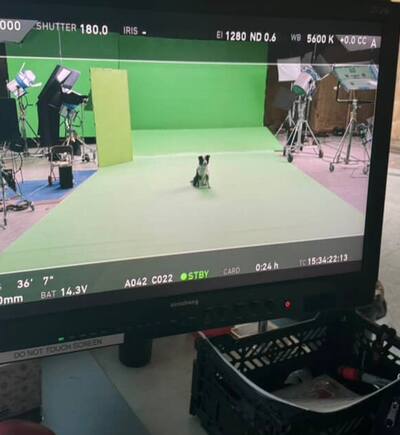 Scott, el perro actor, en acción.