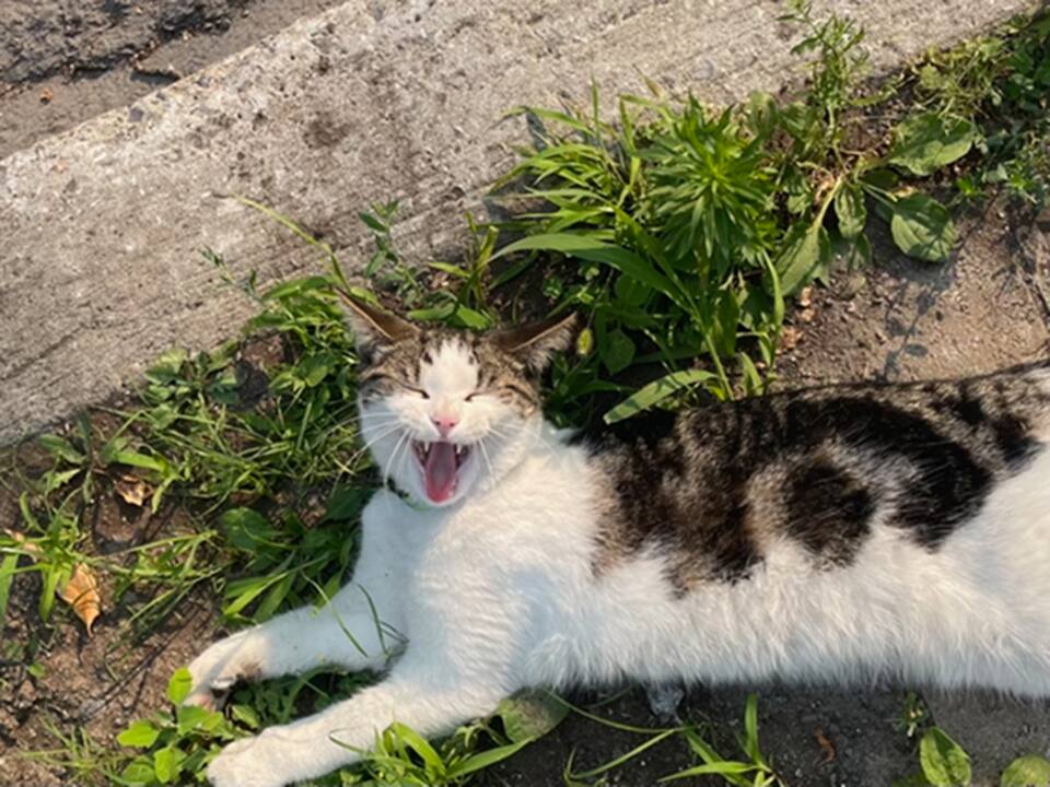 Notre Compagnon De La Pandemie Est Mort Jdm Notre Compagnon De La Pandemie Est Mort Jdm