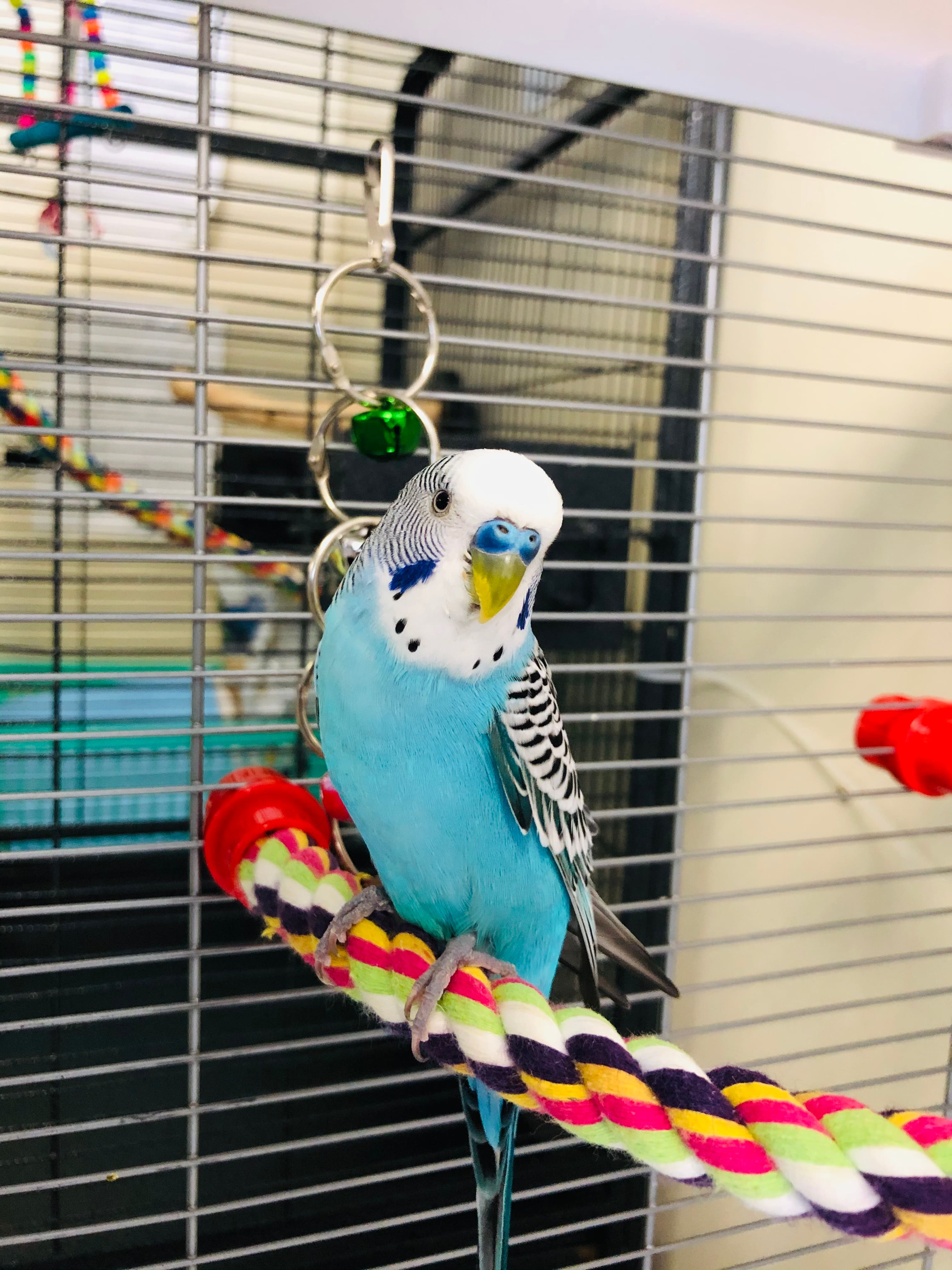 Aidez-nous à trouver un foyer à cette perruche