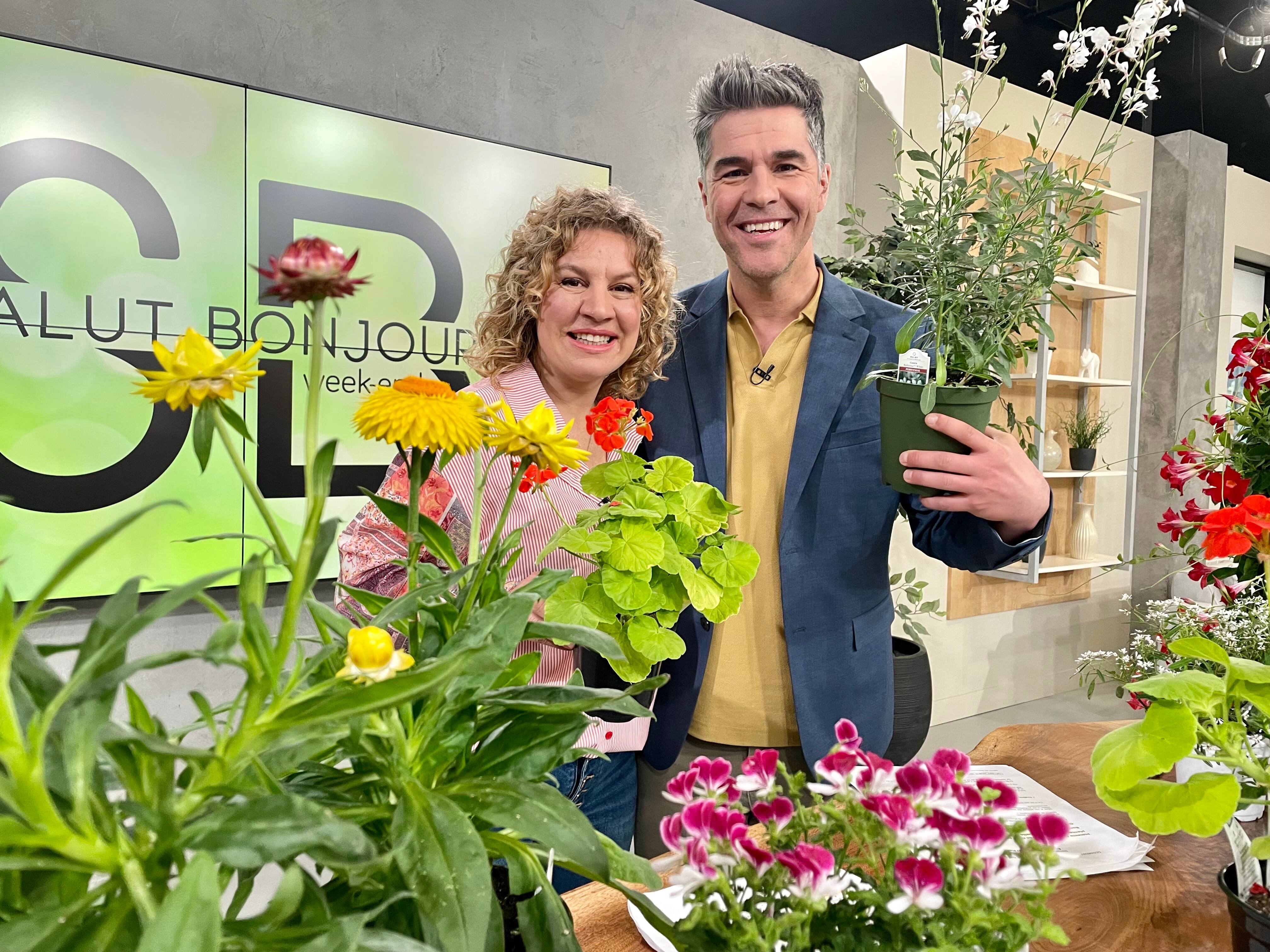 Le bon moment pour planter les fleurs annuelles