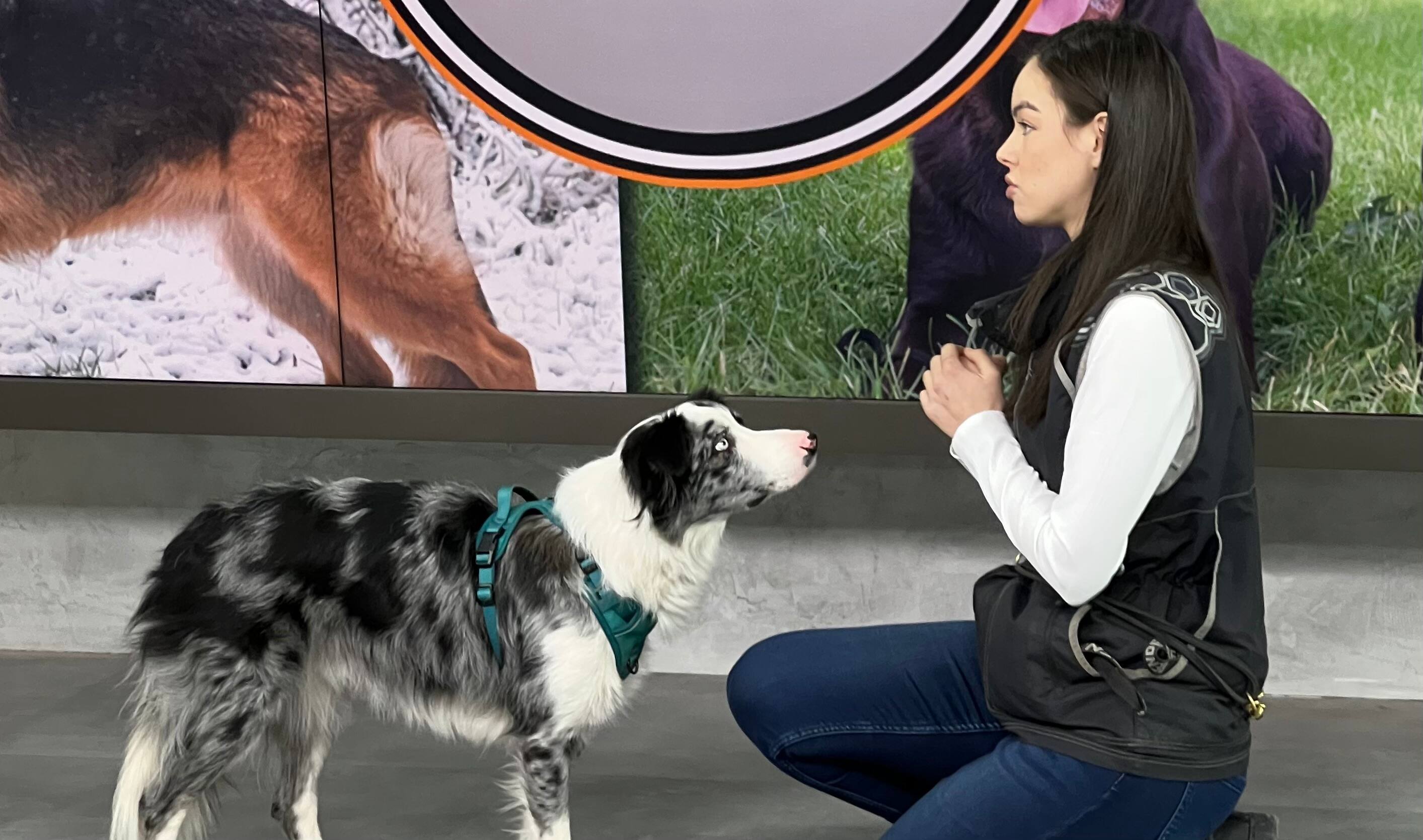 Développer le rappel de son chien