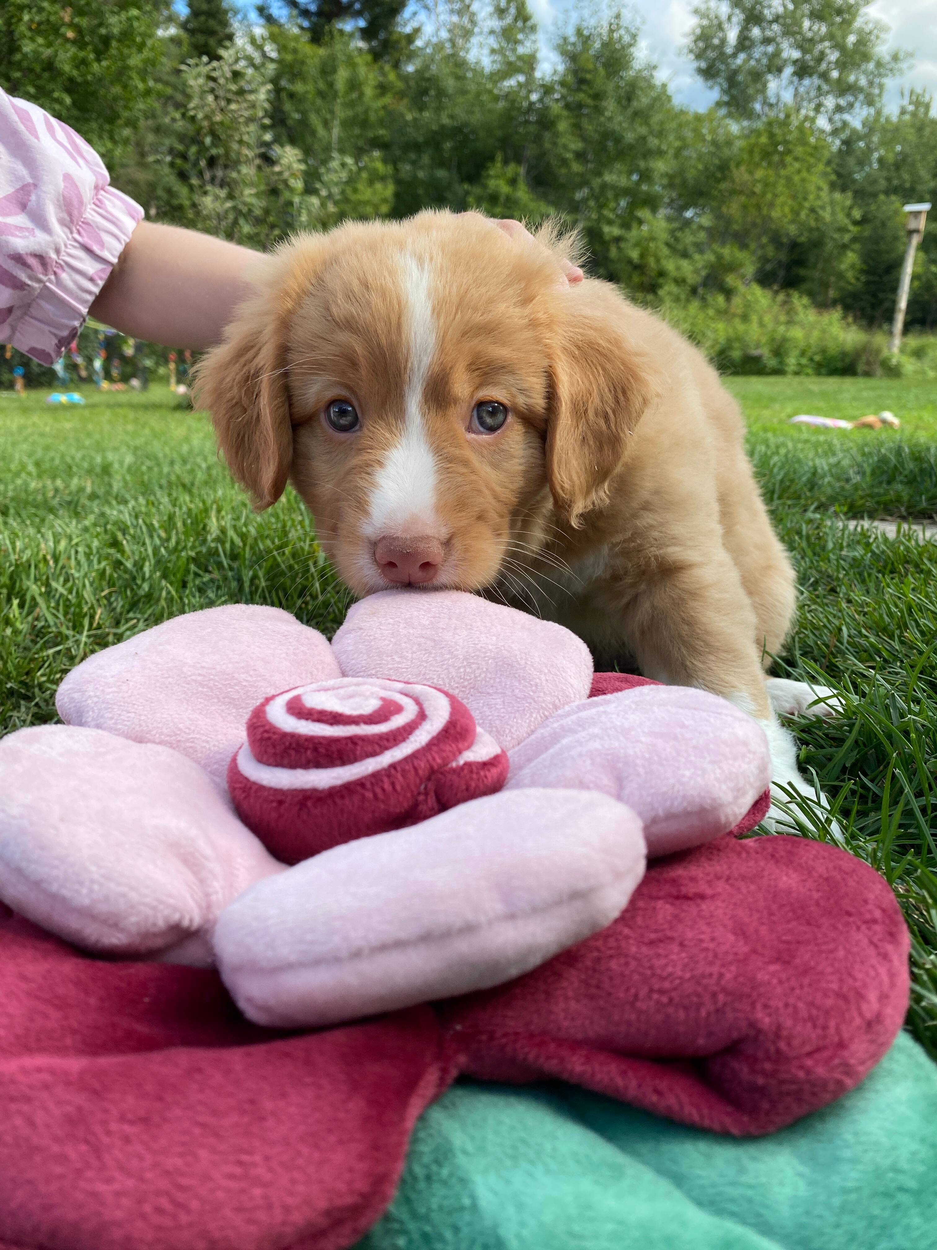 Comment bien se préparer à l'arrivée d'un chiot