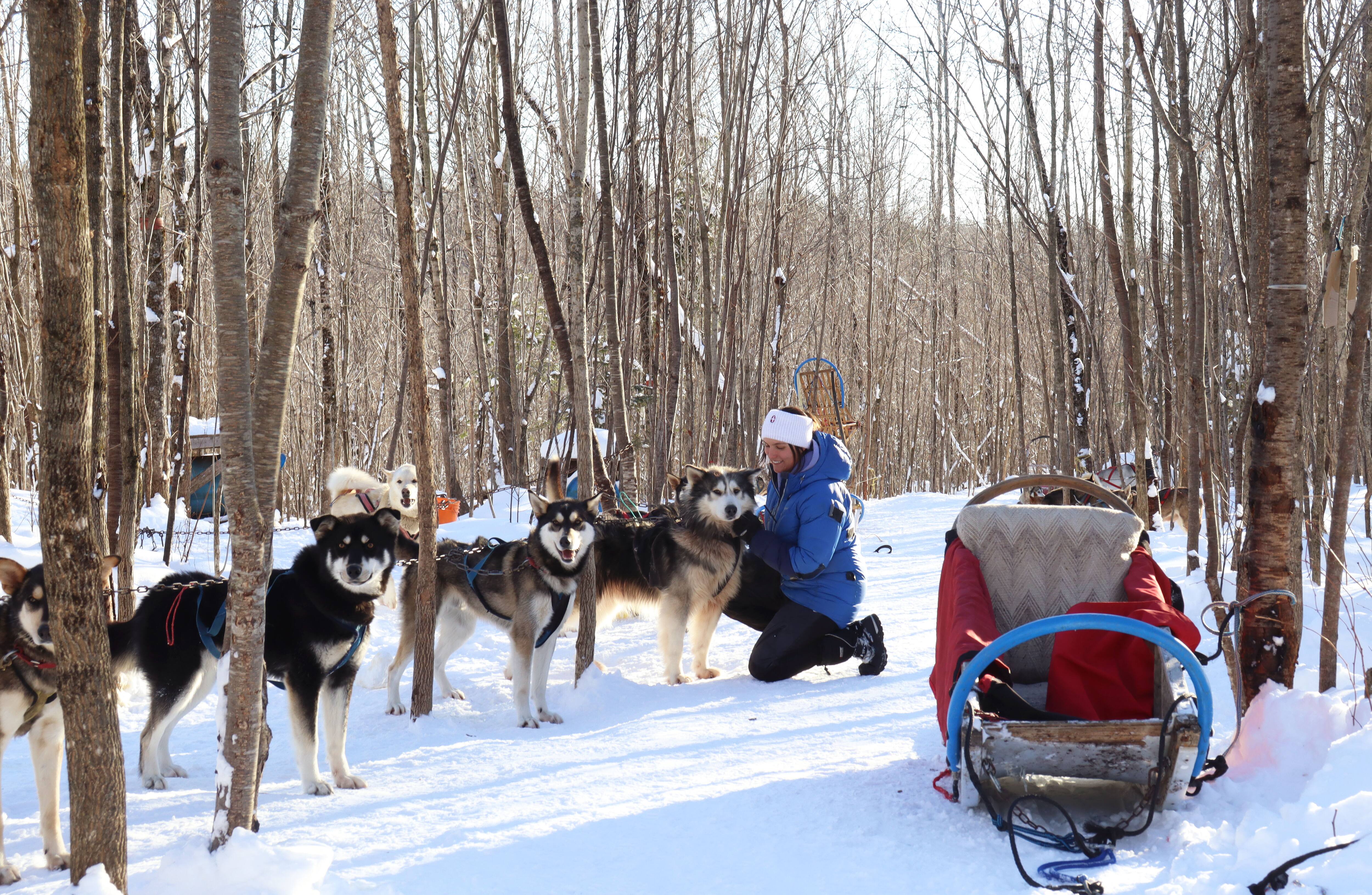 La meute de chiens de Meute Tanwen