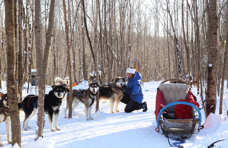 La meute de chiens de Meute Tanwen