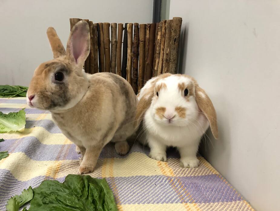 Image principale de l'article SPCA: aidez-nous à trouver un foyer à ces 2 lapins