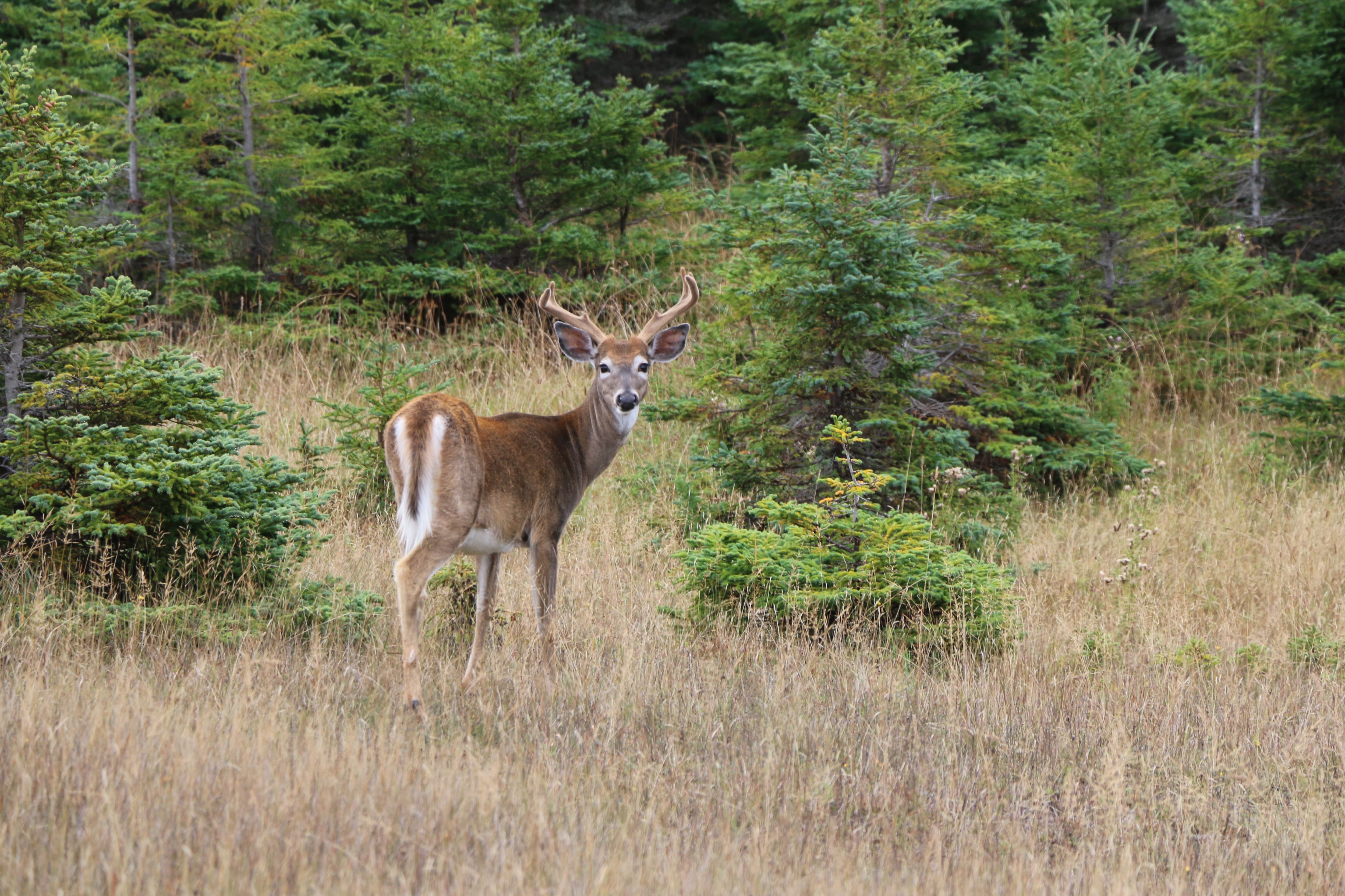 Chasse, une modalité discutable pour les coupons de transport