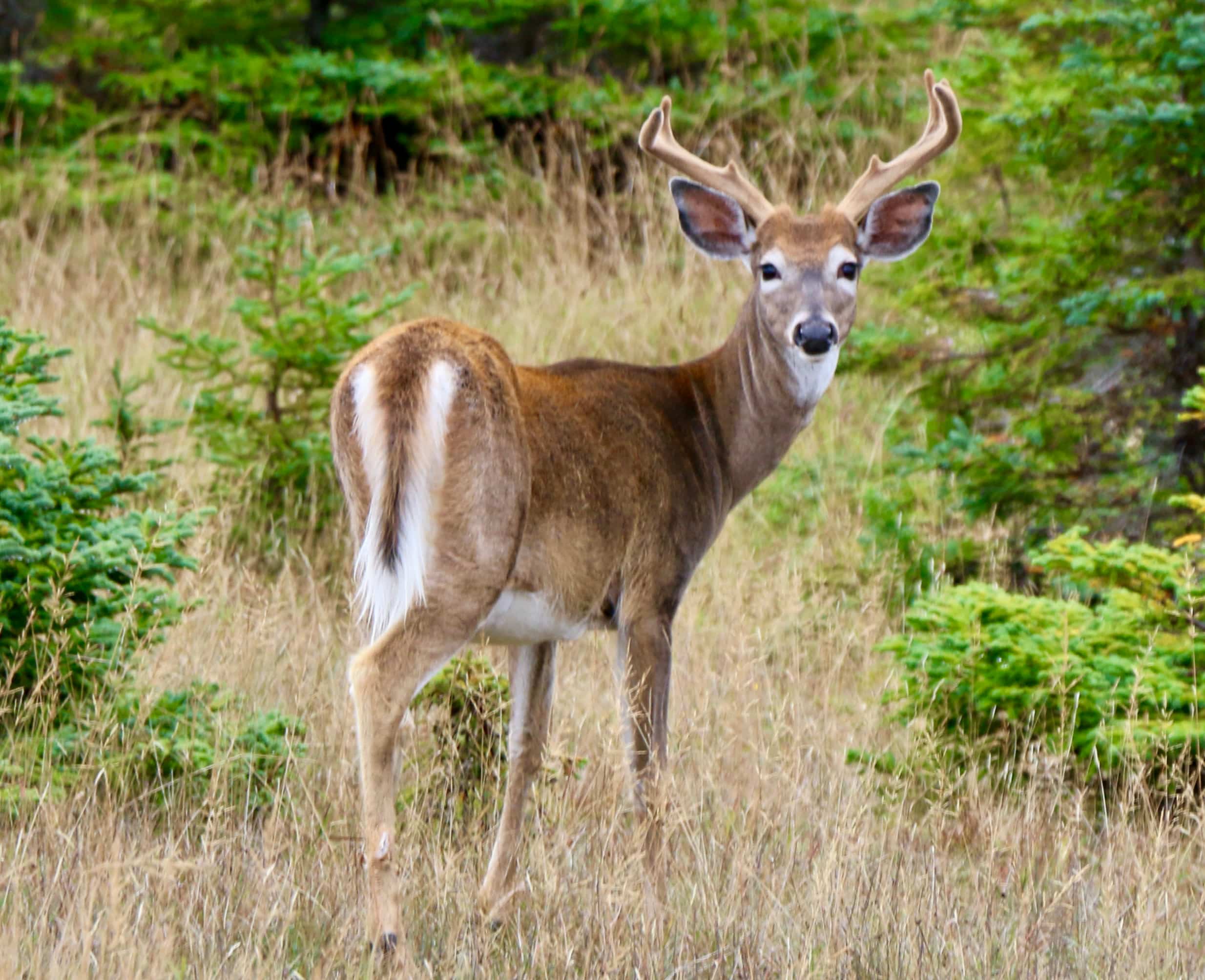 Une belle saison attend les chasseurs de cerfs de Virginie