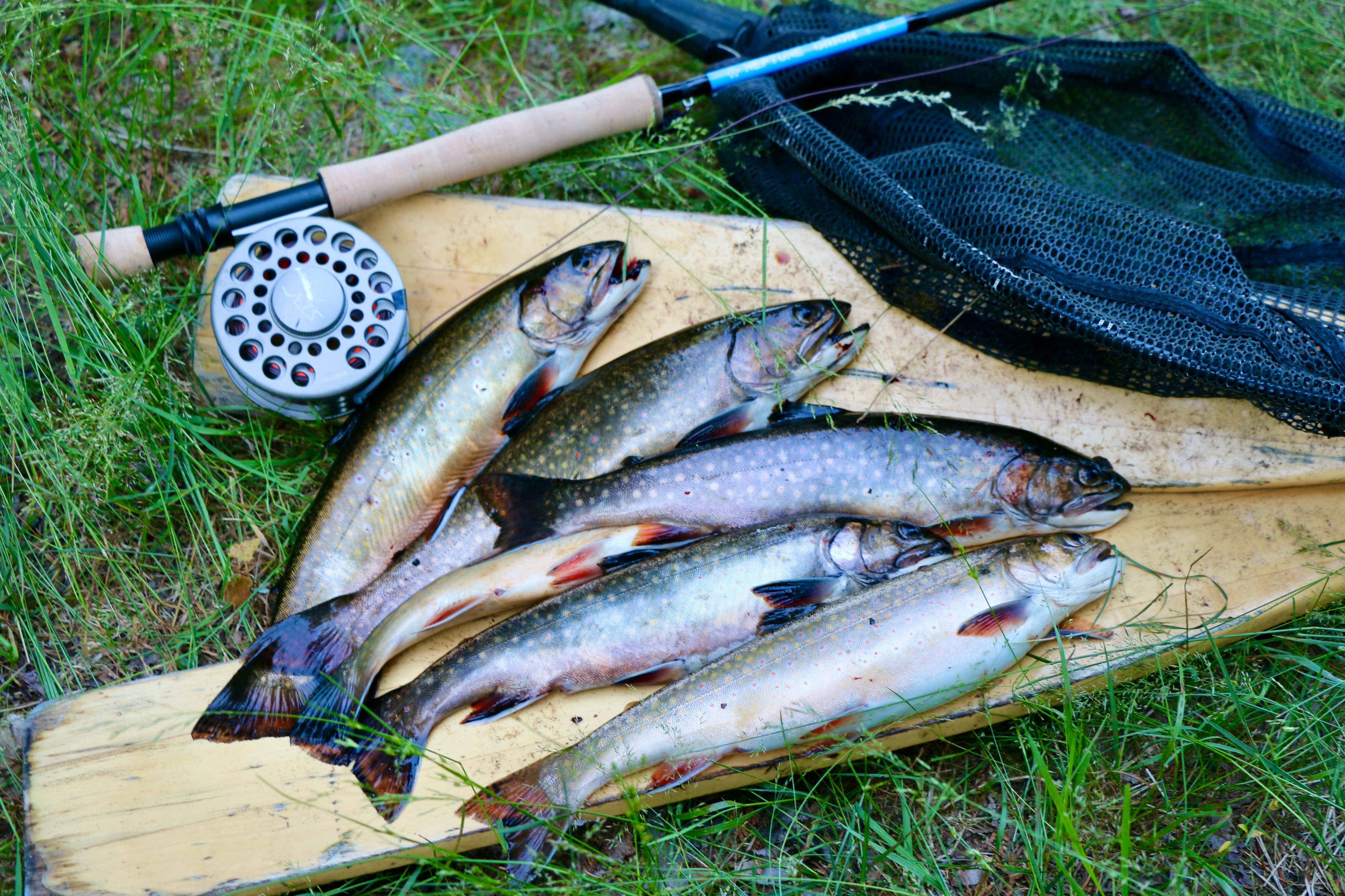 Truite mouchetée : techniques de pêche et outils d’informations