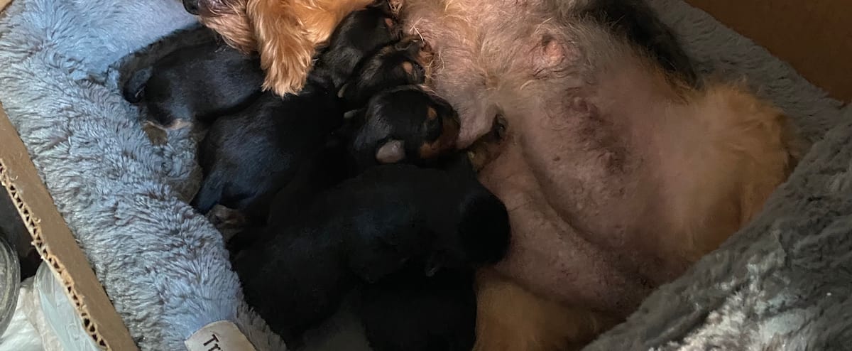 Cinq «chiots de la liberté» naissent dans un camion à Ottawa