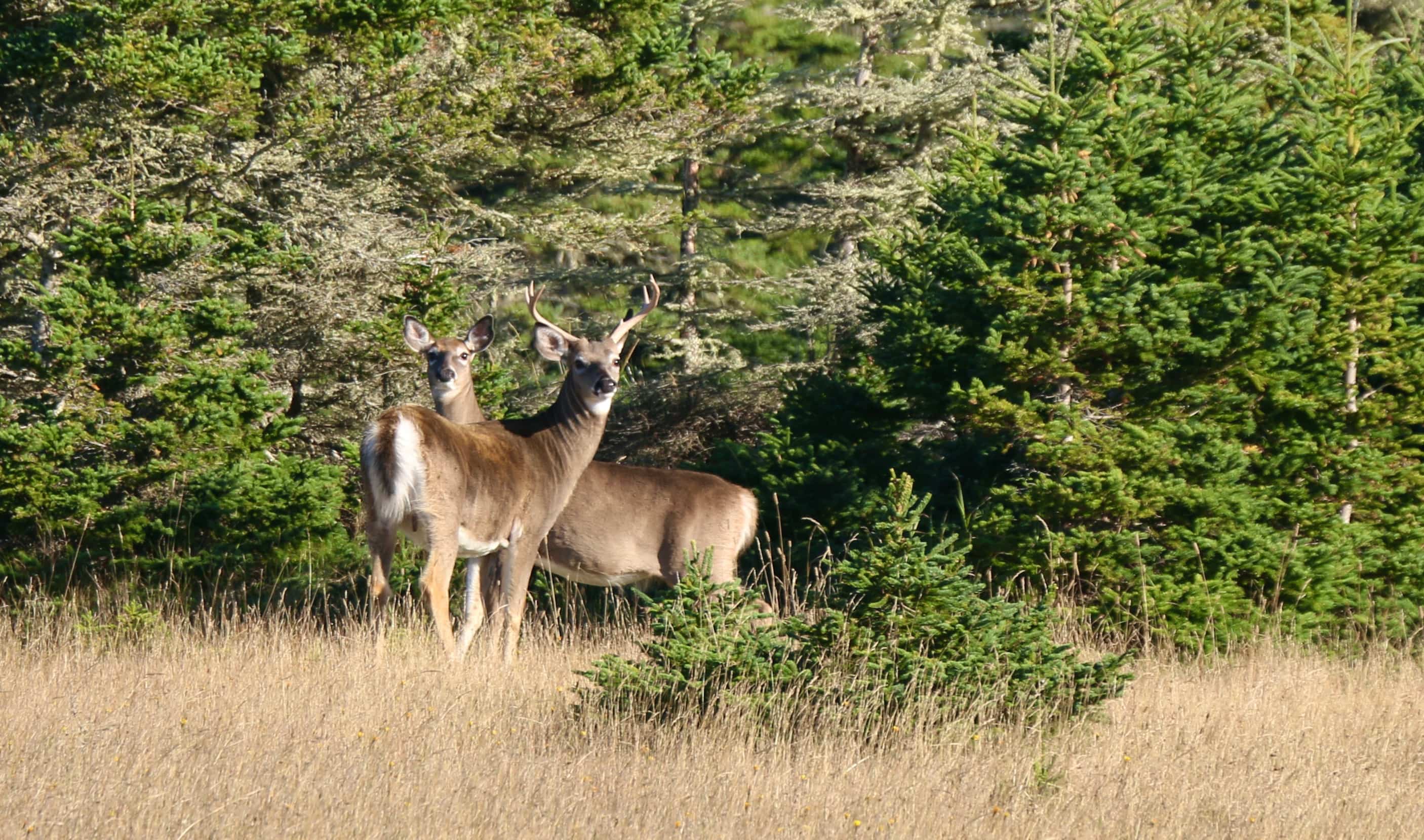 Anticosti, la chasse plus difficile mais le succès est possible