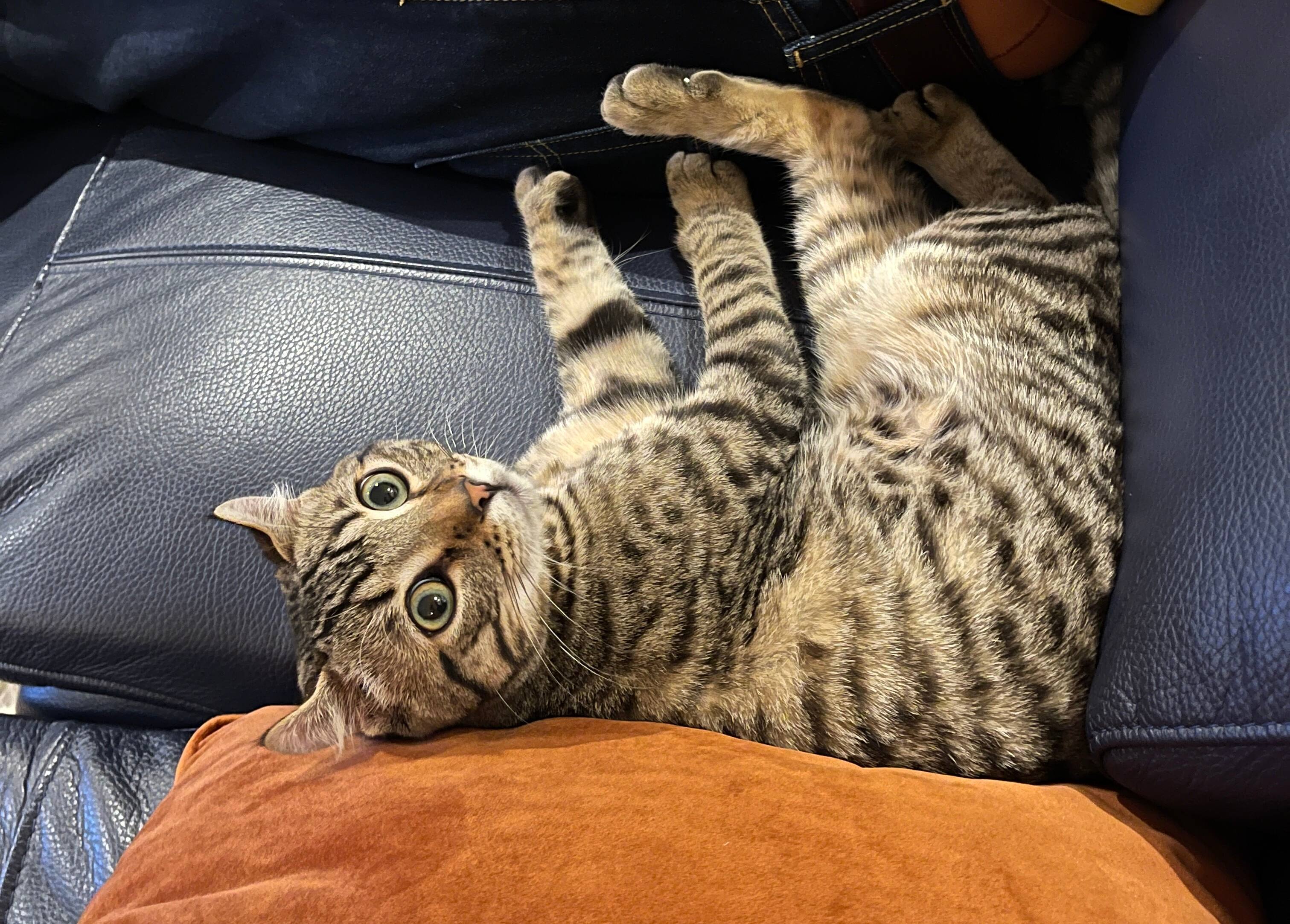 Vous ne pourrez plus faire dégriffer