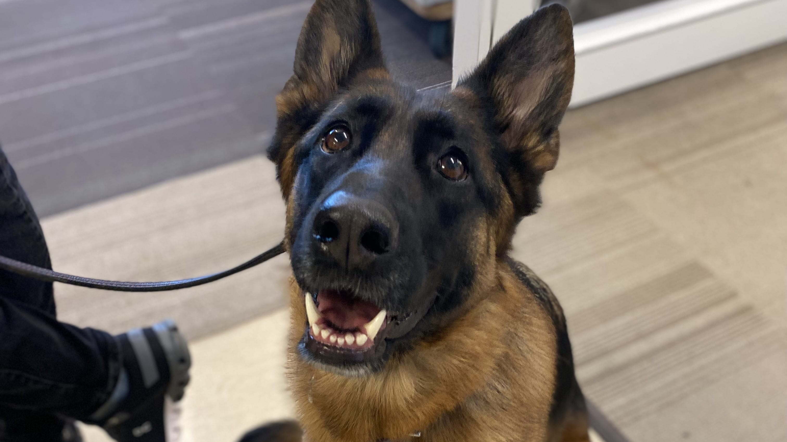 Comment enseigner quelques tours à notre chien 