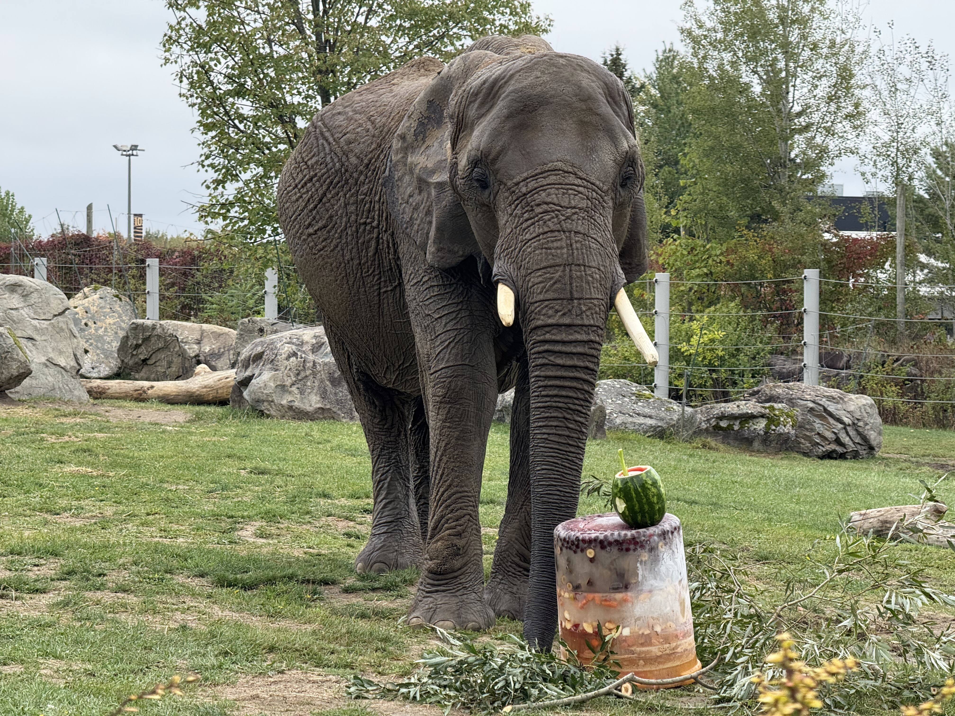 Sarah l’éléphante fête ses 42 ans