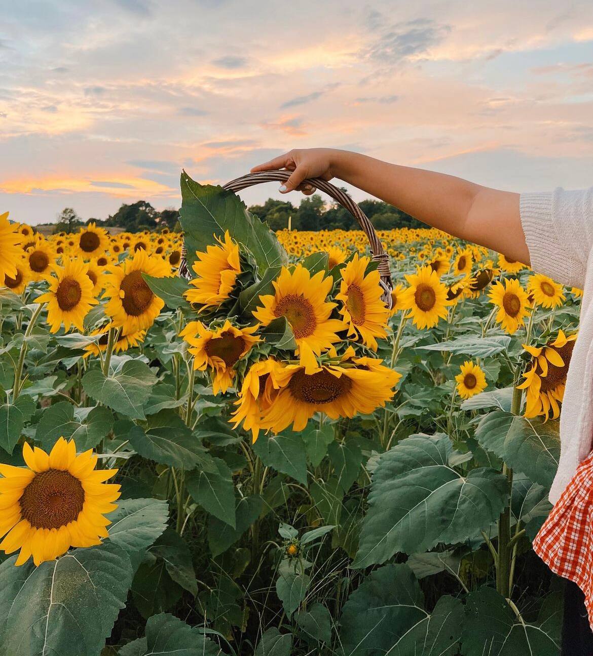 Un champ de tournesols géants à Montréal