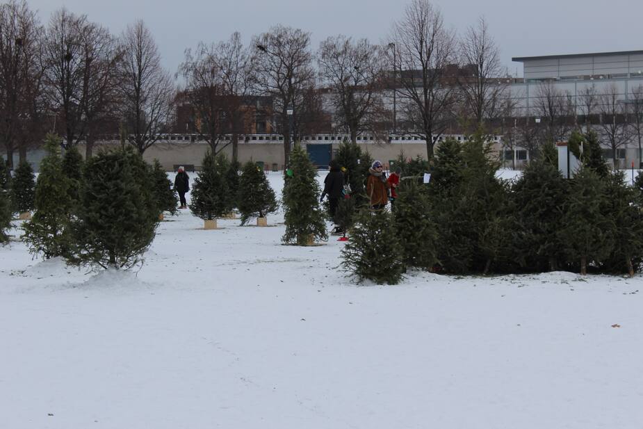 Image principale de l'article Des sapins de Noël connaissent une deuxième vie