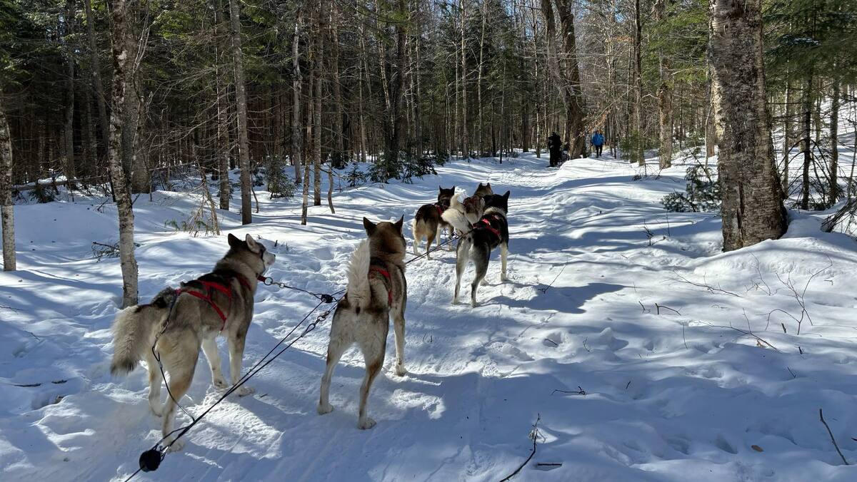 À essayer sans hésiter: une aventure de traîneau à chiens près de Québec