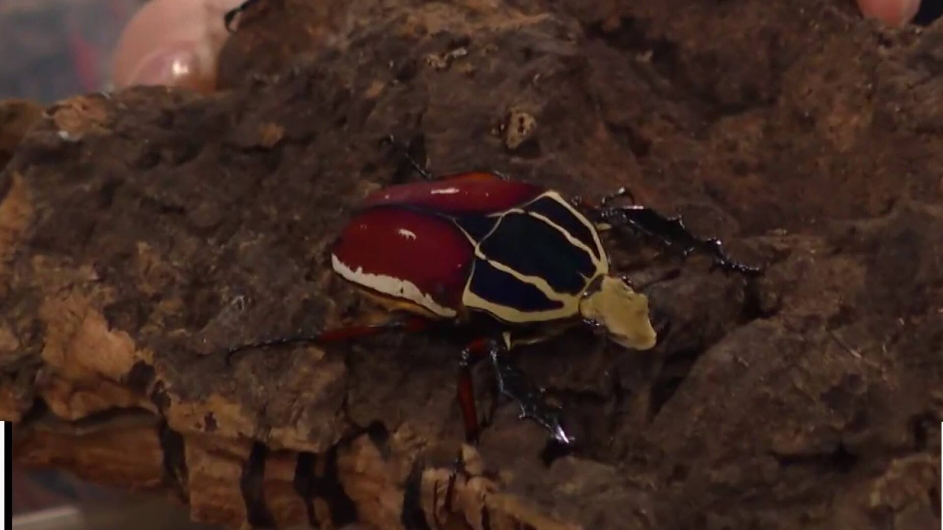 Des insectes fascinants envahissent le studio