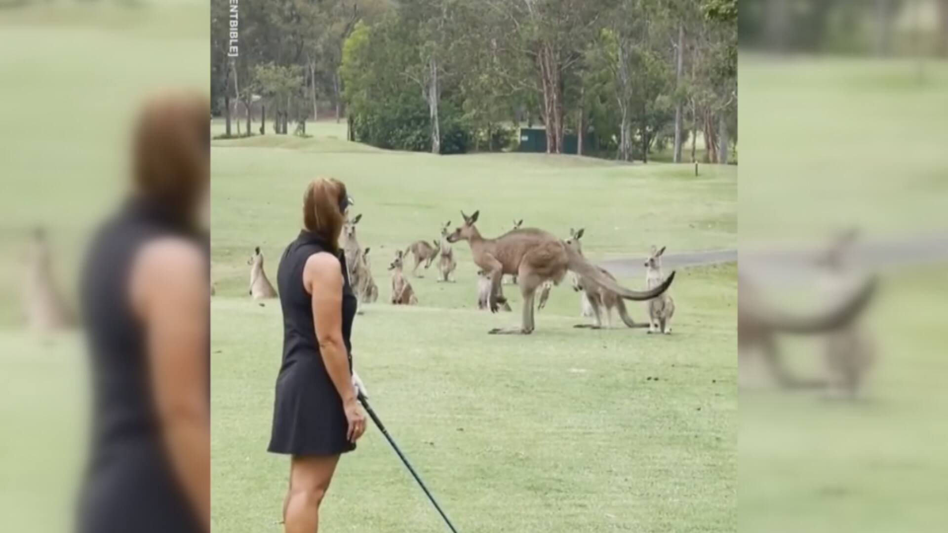 Des kangourous s&rsquo;invitent sur un terrain de golf
