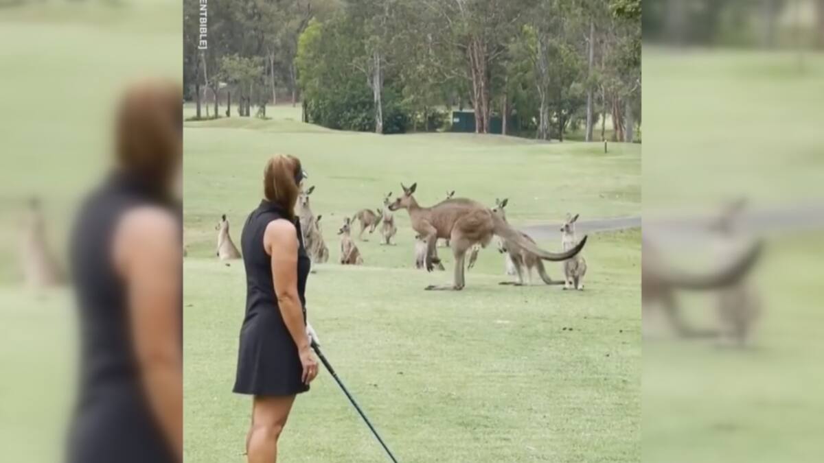 Des kangourous s’invitent sur un terrain de golf