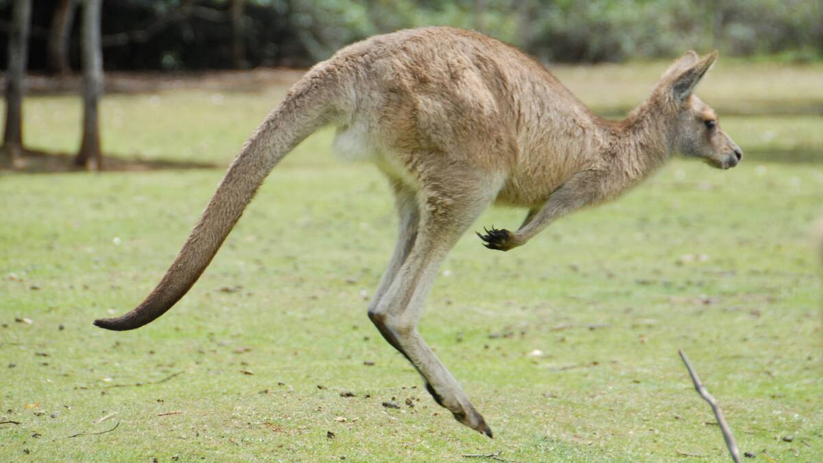 Amende salée pour un Australien qui a tué 71 kangourous