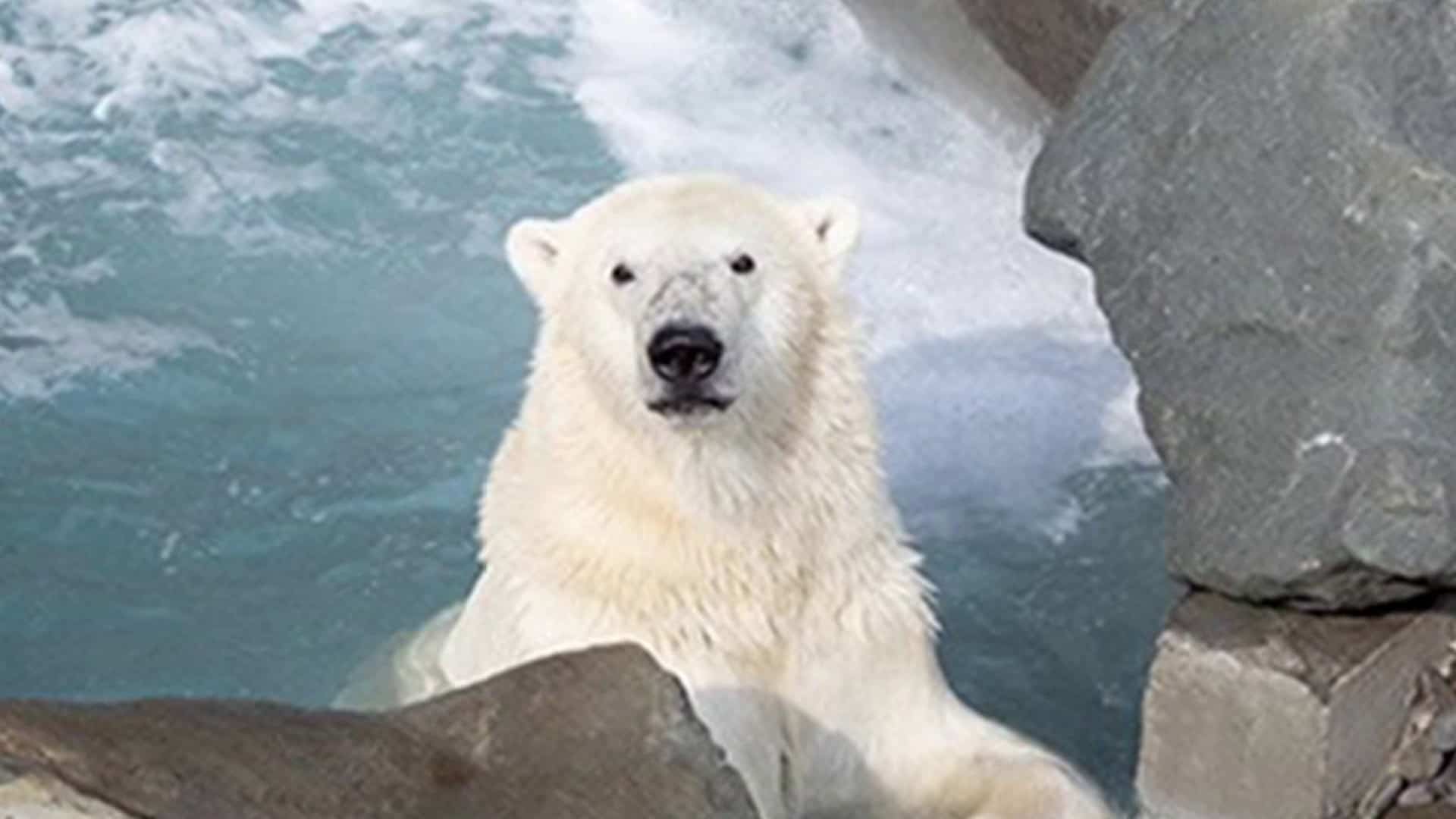 Un transport et des soins pour un ours polaire 