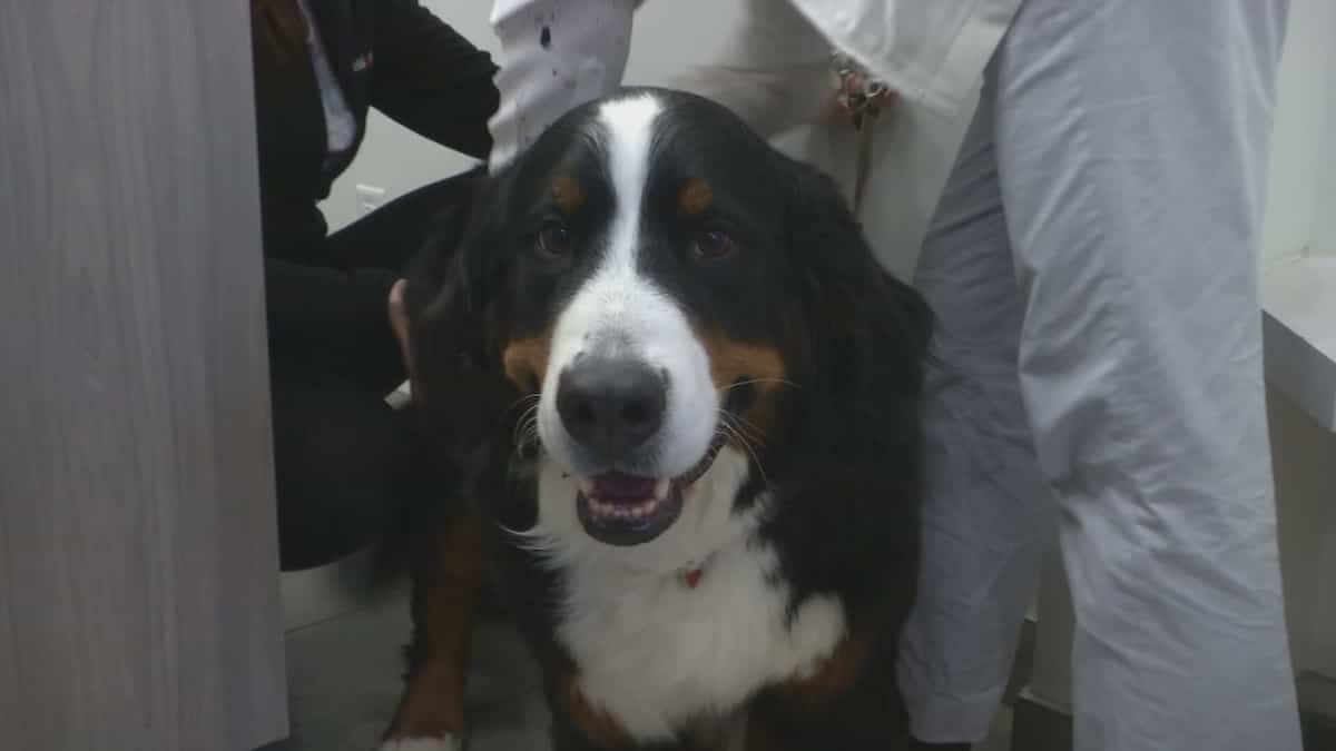 Veterinarians advise against giving an animal for Christmas Veterinarians advise against giving an animal for Christmas